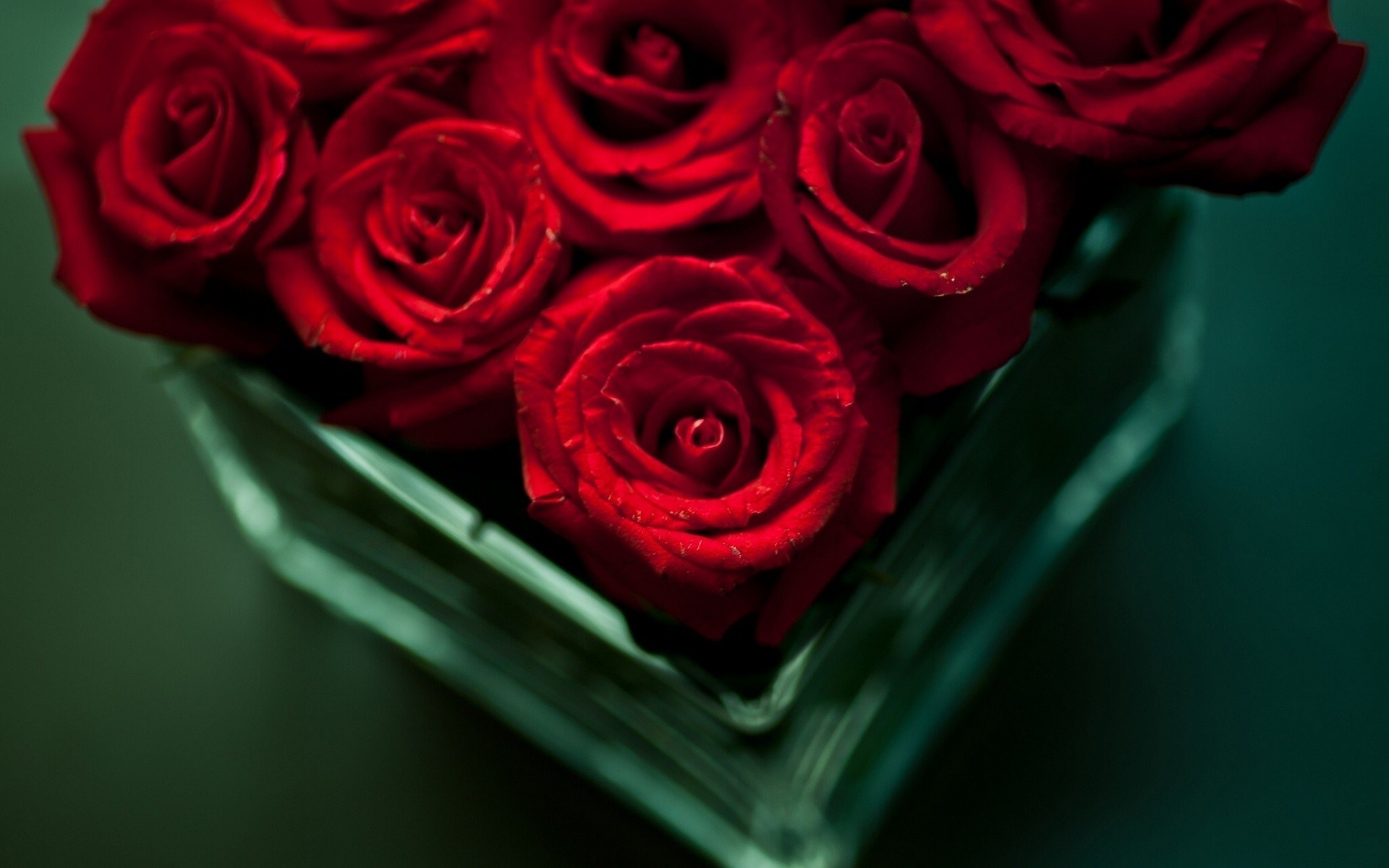 빨간 장미 라이브 배경 화면 무료 다운로드,꽃,장미,정원 장미,꽃 피는 식물,빨간