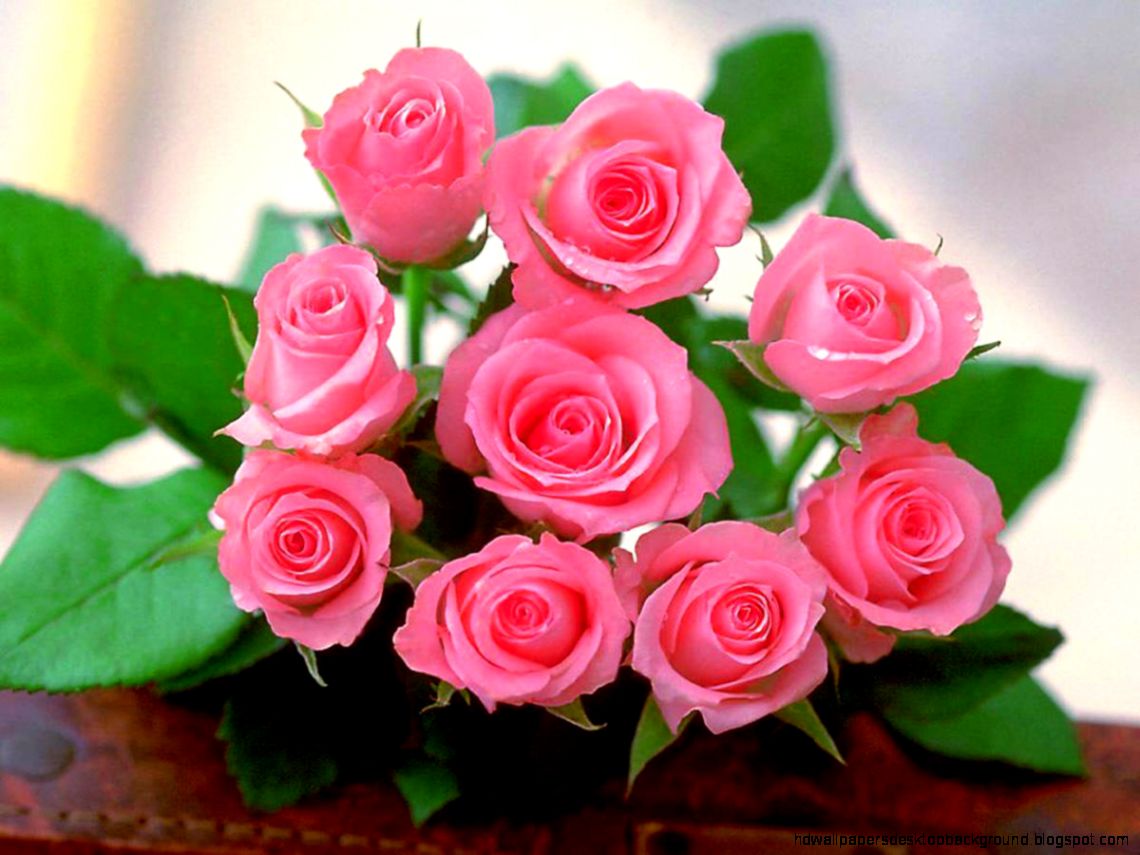rosa roja live wallpaper descarga gratuita,flor,planta floreciendo,rosas de jardín,rosa,planta