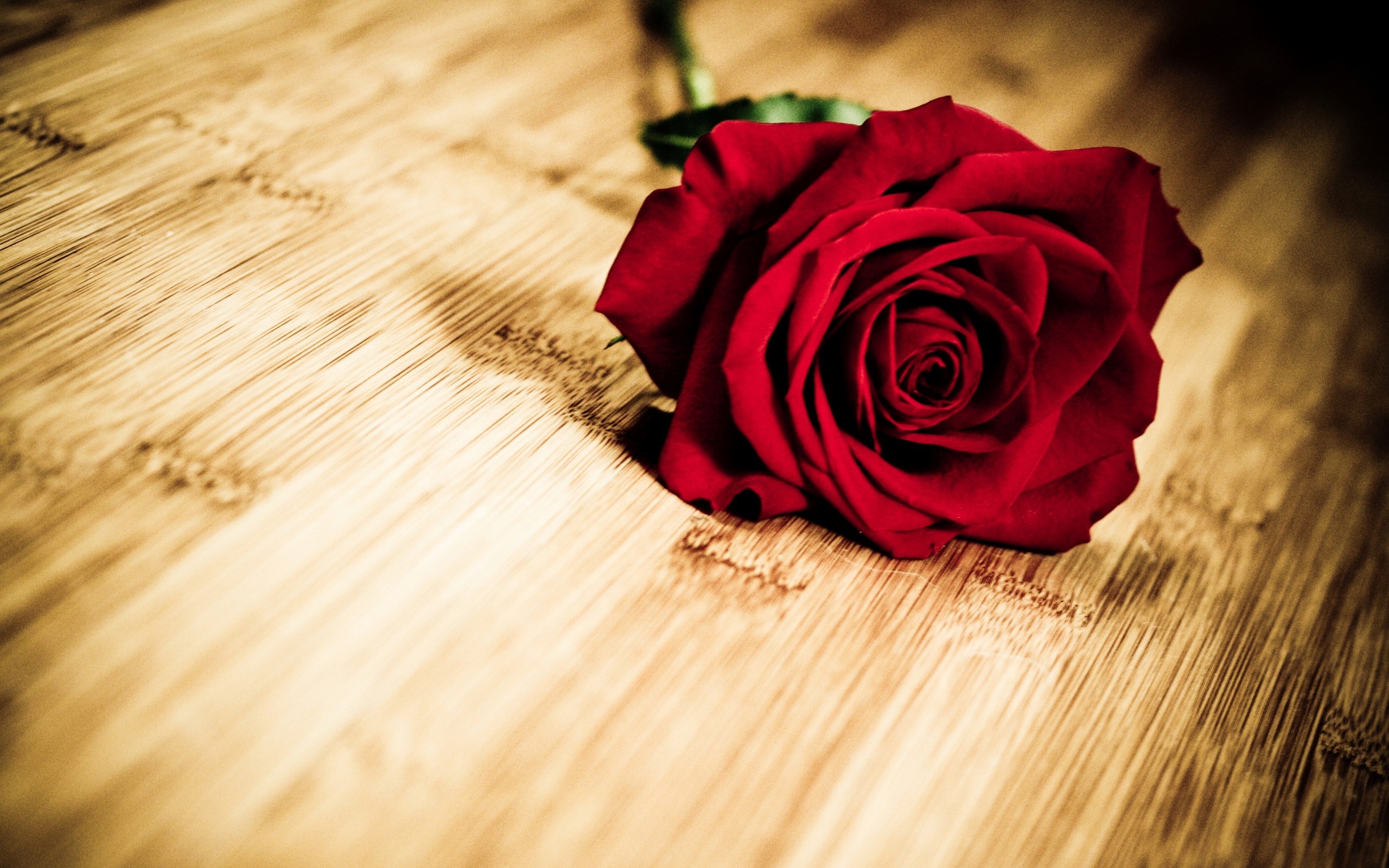 빨간 장미 라이브 배경 화면 무료 다운로드,빨간,장미,꽃,분홍,정원 장미