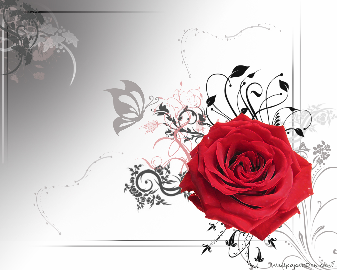 rote rose live wallpaper kostenloser download,rot,rose,blume,blumendesign,rosenfamilie