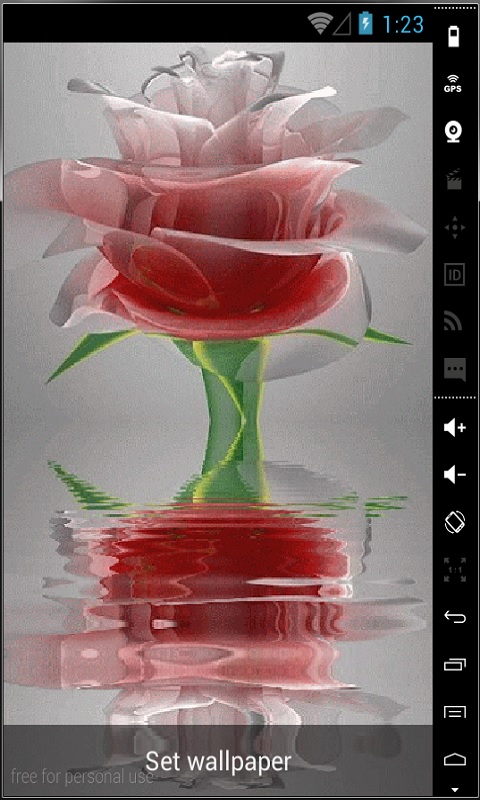 red rose live wallpaper download gratuito,petalo,fiore,rosa,rosa,fotografia di still life