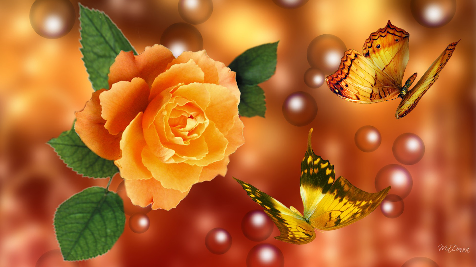 red rose live wallpaper free download,yellow,flower,plant,butterfly,orange