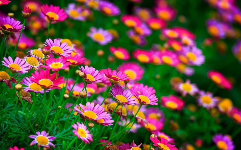 red rose live wallpaper free download,flower,flowering plant,plant,petal,marguerite daisy