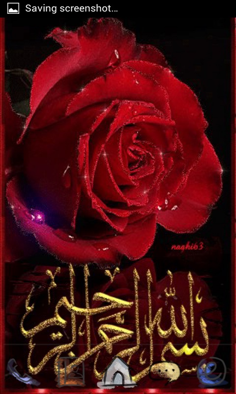 red rose live wallpaper free download,rose,garden roses,red,flower,rose family