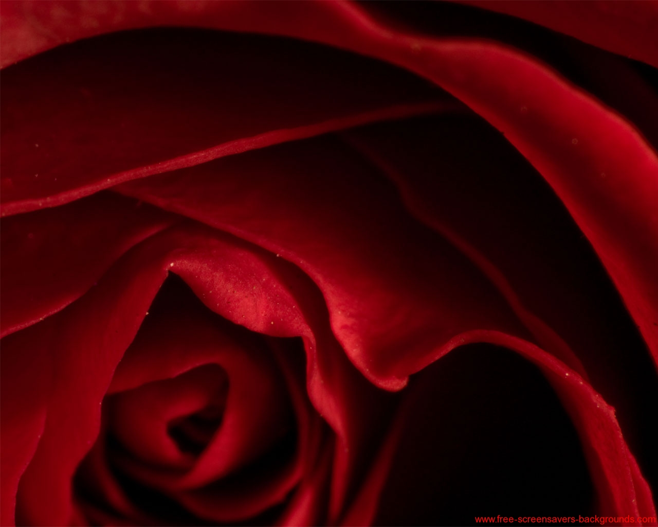 red rose live wallpaper download gratuito,rosso,rose da giardino,rosa,petalo,avvicinamento