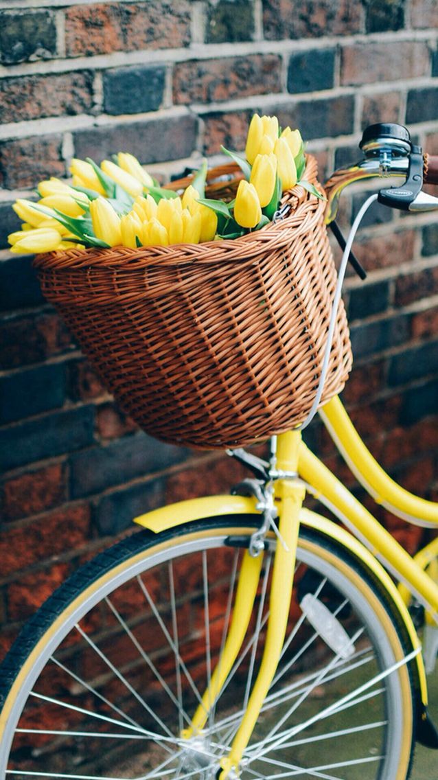 bisiklet wallpaper,bicycle accessory,bicycle basket,bicycle,yellow