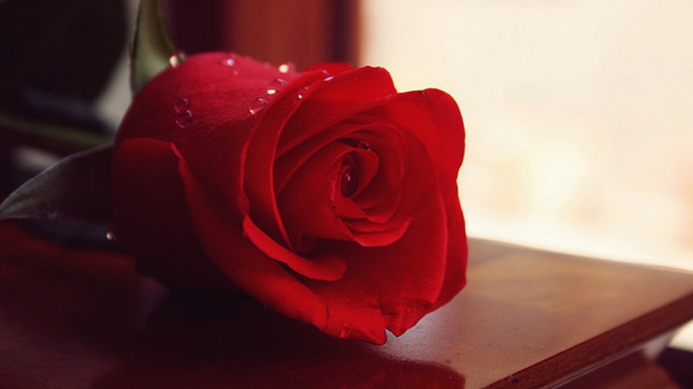 felice giorno di rose hd wallpaper,rosso,rose da giardino,rosa,fiore,petalo