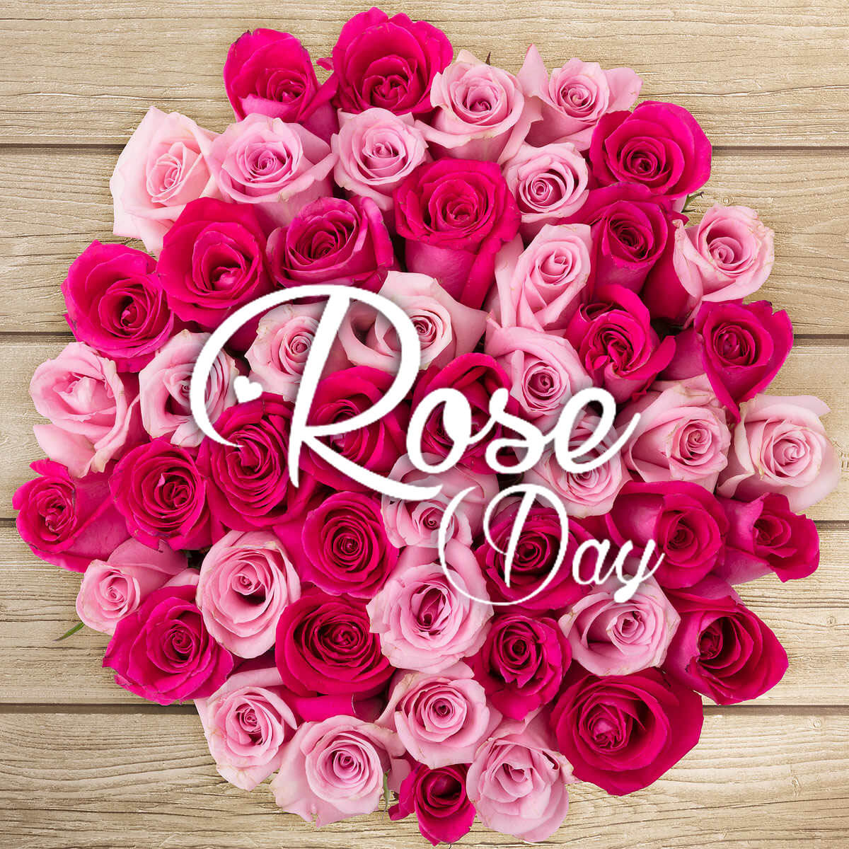 happy rose day hd wallpaper,blume,strauß,rose,rosa,gartenrosen