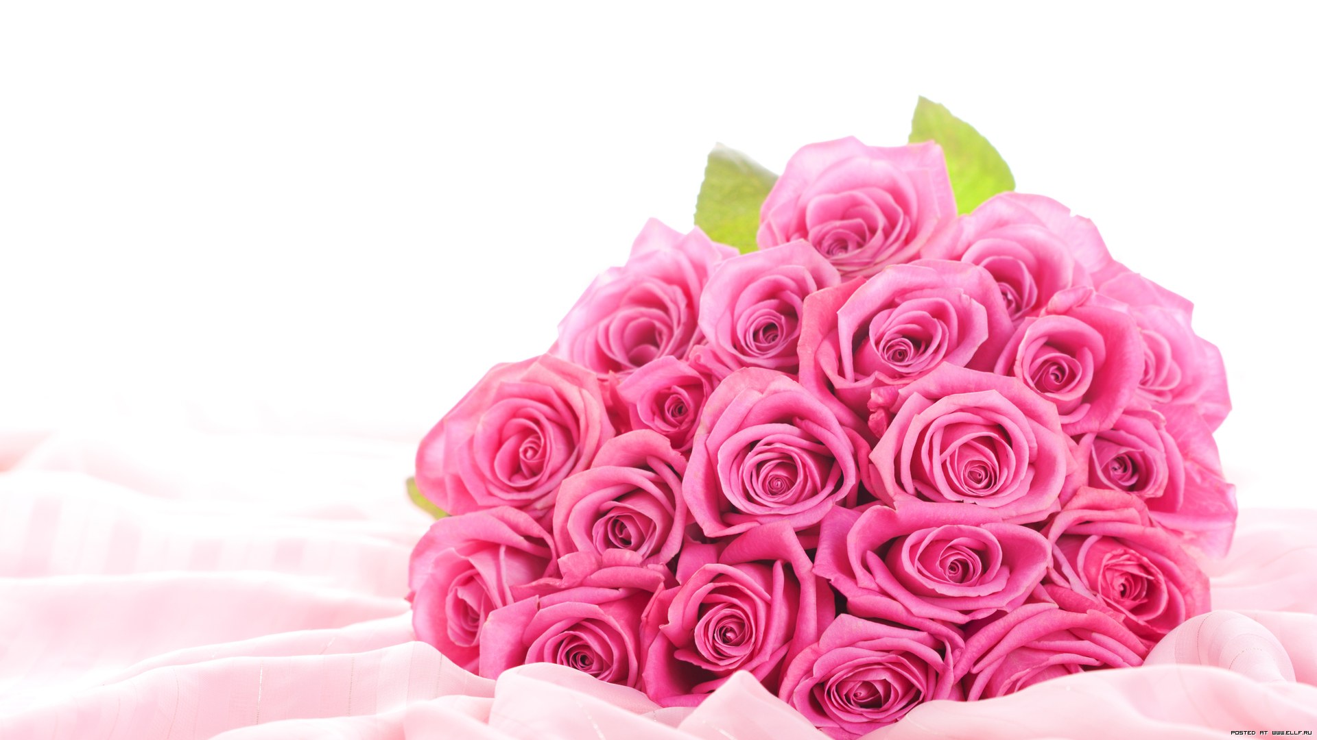 幸せなバラの日のhdの壁紙,庭のバラ,ピンク,ローズ,花,花弁
