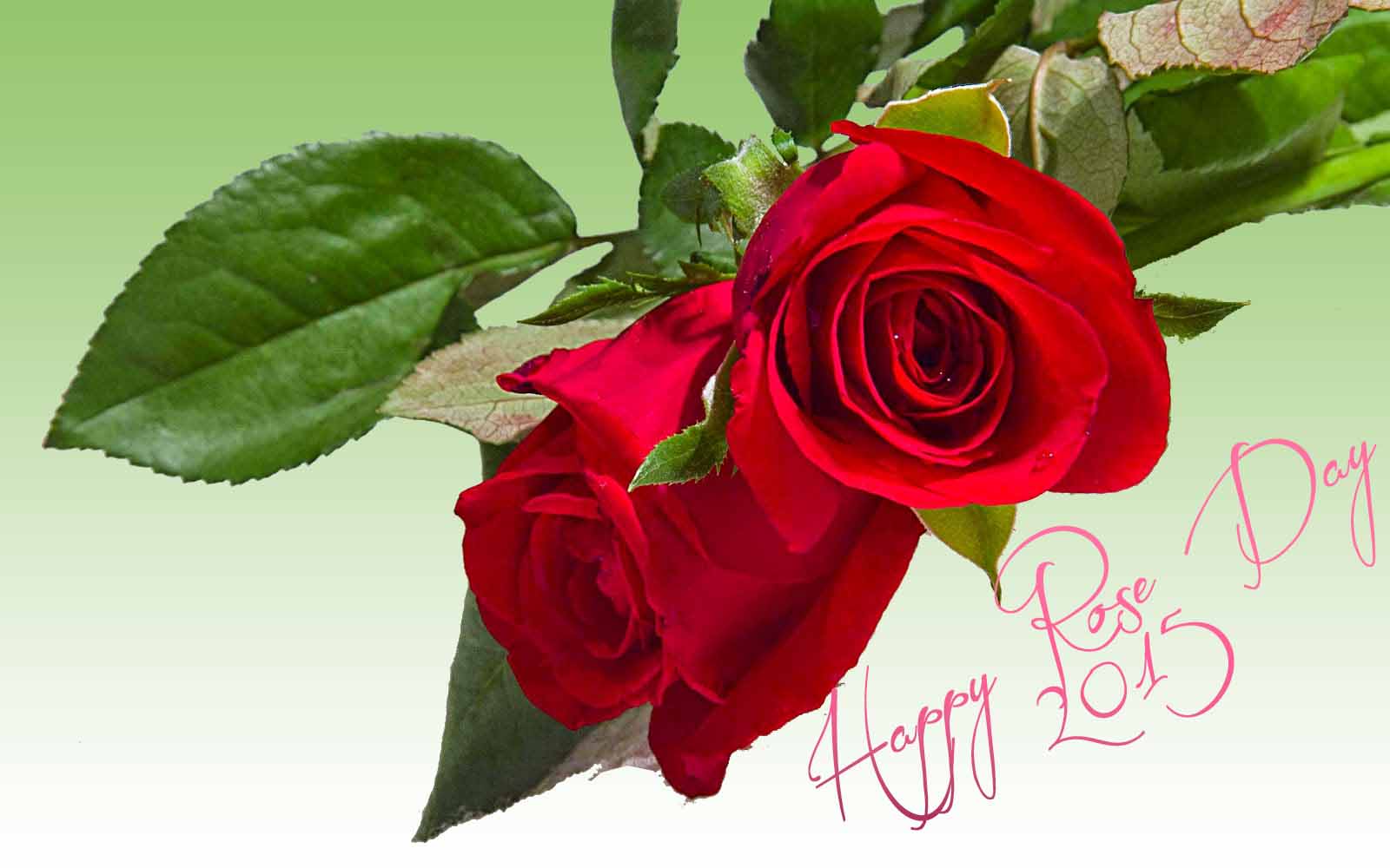 happy rose day hd wallpaper,blume,gartenrosen,blühende pflanze,rot,rose