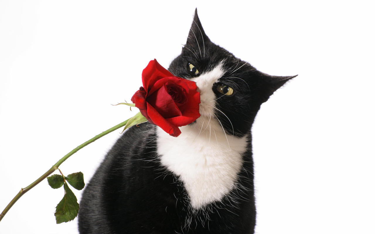 happy rose day fondo de pantalla hd,gato,gatos pequeños a medianos,felidae,gato negro,bigotes