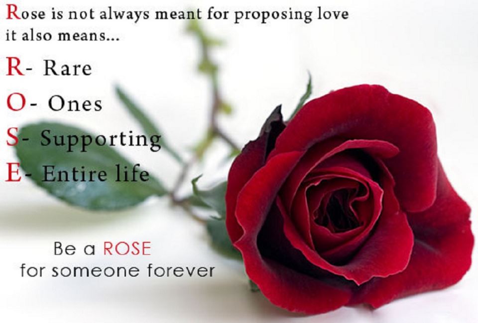 felice giorno di rose hd wallpaper,rose da giardino,rosa,fiore,rosso,testo