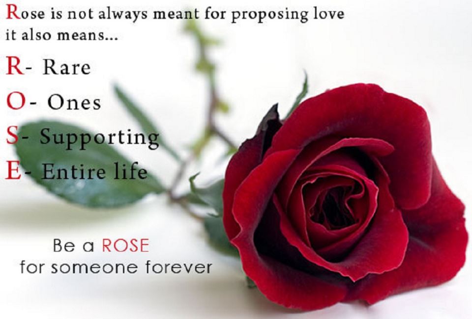 happy rose day hd wallpaper,gartenrosen,rose,blume,rot,text