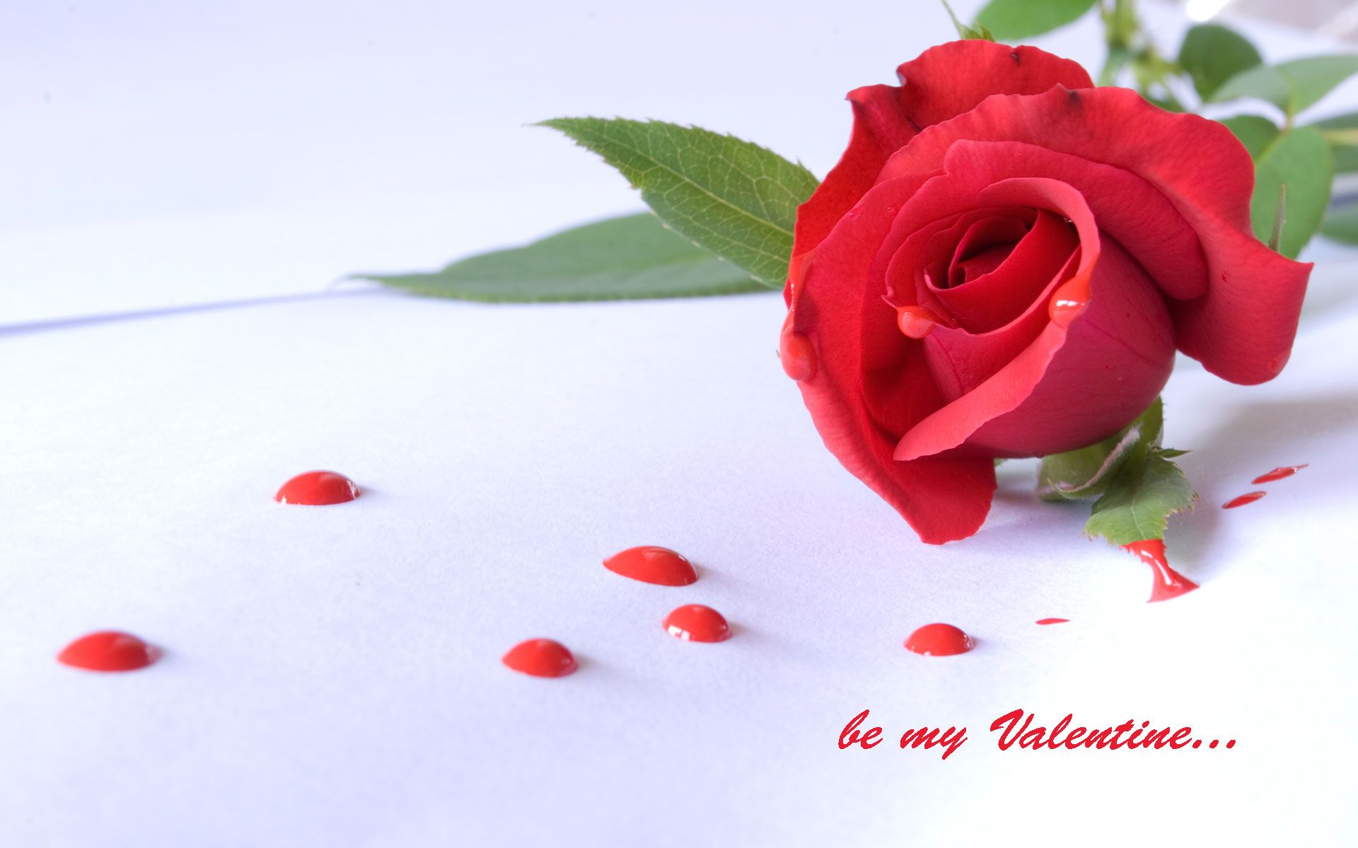 happy rose day fondo de pantalla hd,rojo,rosas de jardín,flor,pétalo,rosa