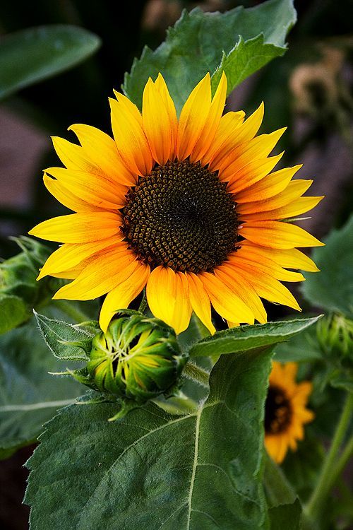 wallpaper satria baja hitam,flower,sunflower,flowering plant,plant,sunflower