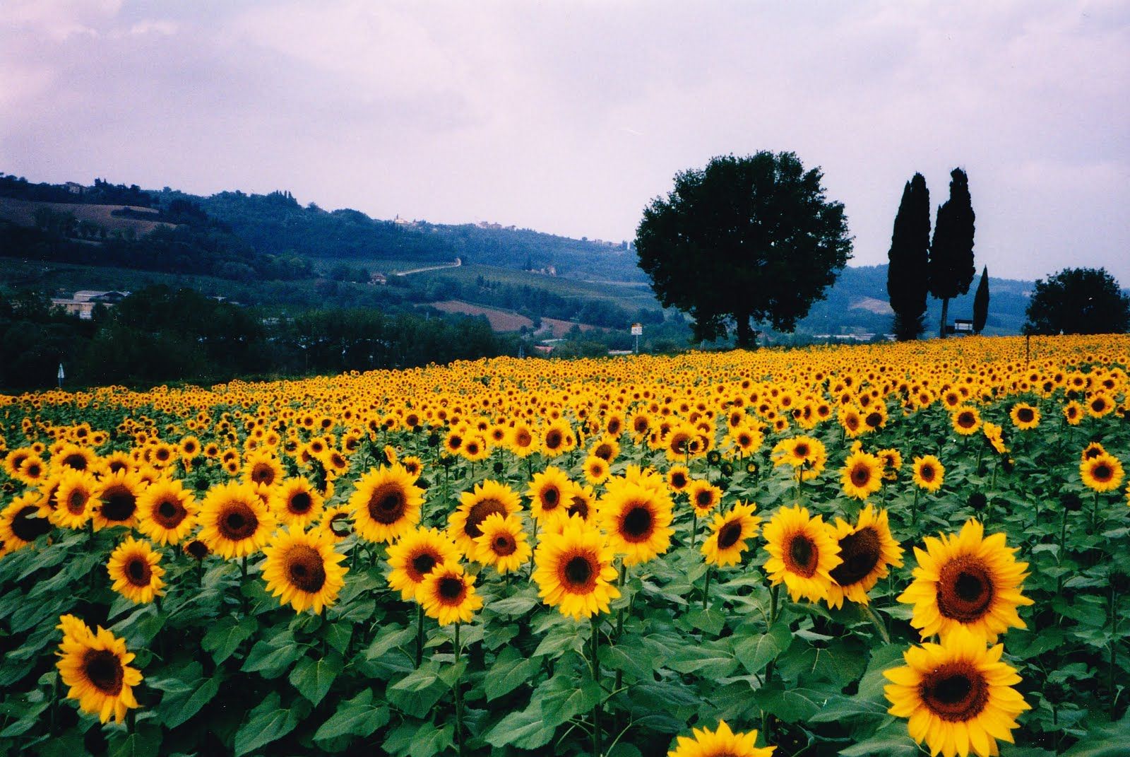 wallpaper satria baja hitam,flower,sunflower,field,plant,sky