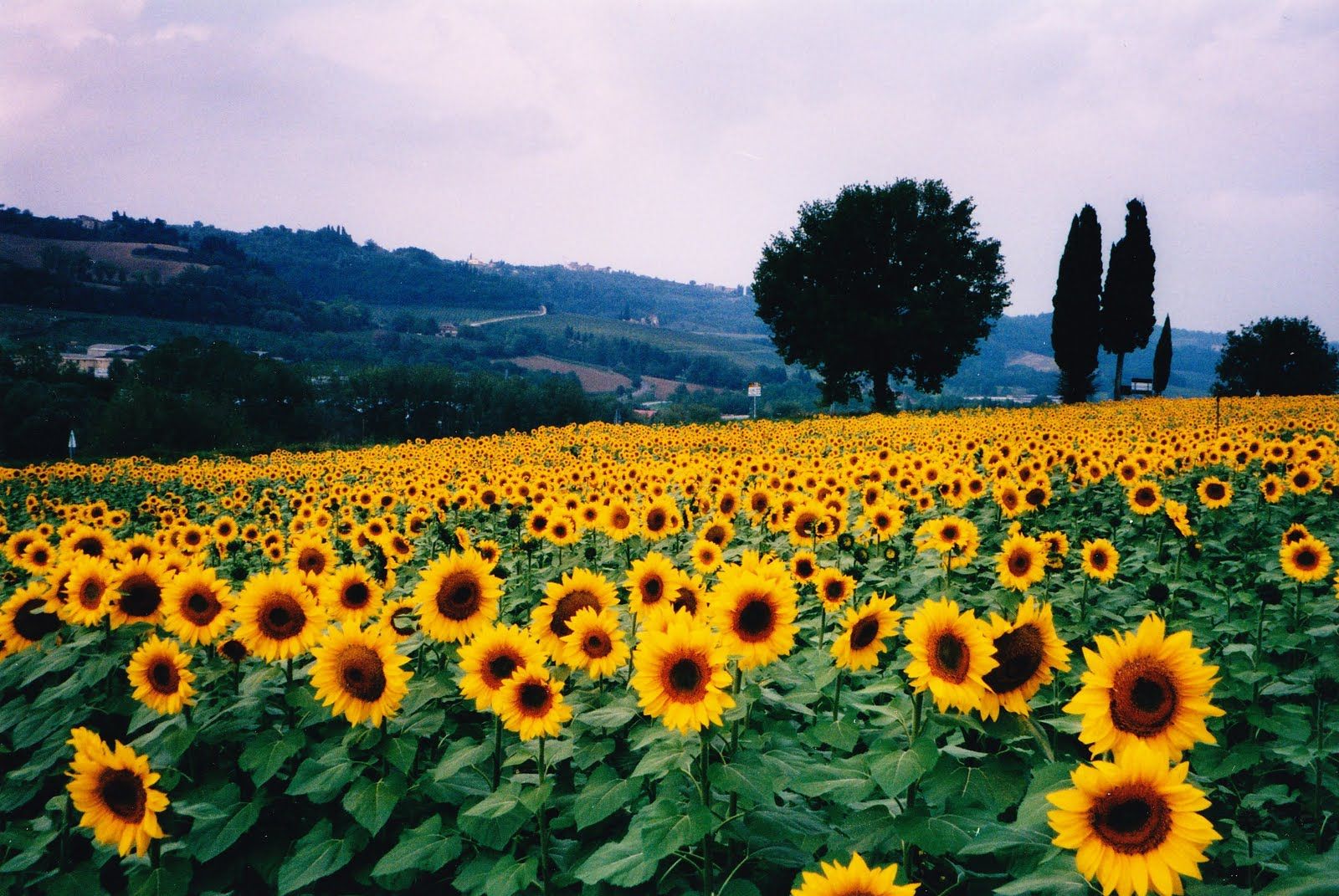 carta da parati satria baja hitam,fiore,girasole,campo,pianta,cielo