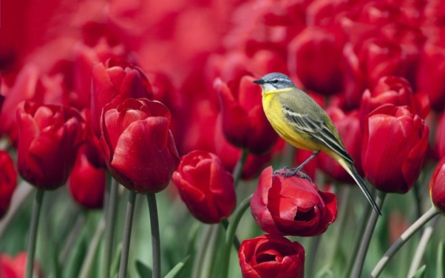 carta da parati satria baja hitam,rosso,fiore,petalo,tulipano,uccello