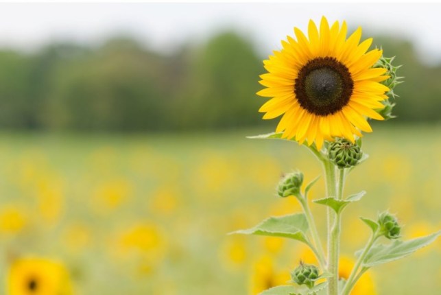 carta da parati satria baja hitam,fiore,girasole,pianta fiorita,giallo,girasole