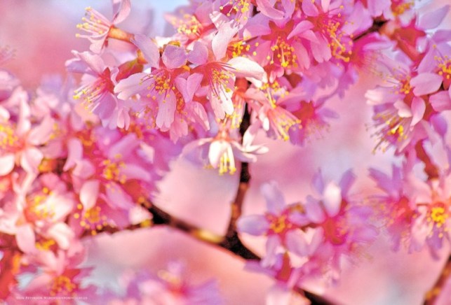 fondos de pantalla satria baja hitam,flor,rosado,lila,primavera,florecer