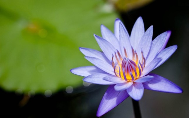 fondos de pantalla satria baja hitam,flor,lirio de agua blanca fragante,planta floreciendo,pétalo,loto sagrado