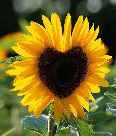 wallpaper satria baja hitam,flower,sunflower,flowering plant,yellow,sunflower