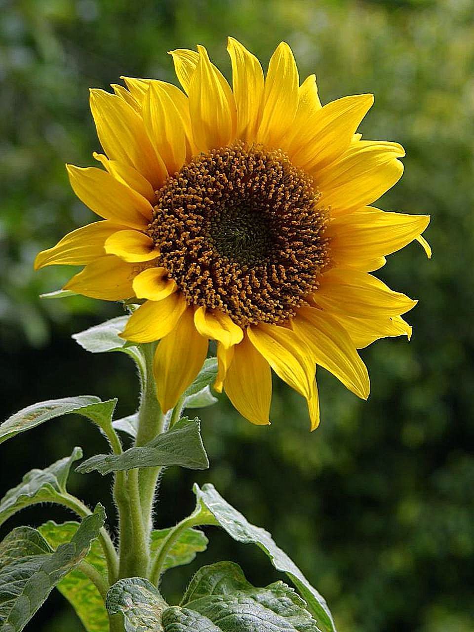 wallpaper satria baja hitam,flower,sunflower,flowering plant,plant,yellow