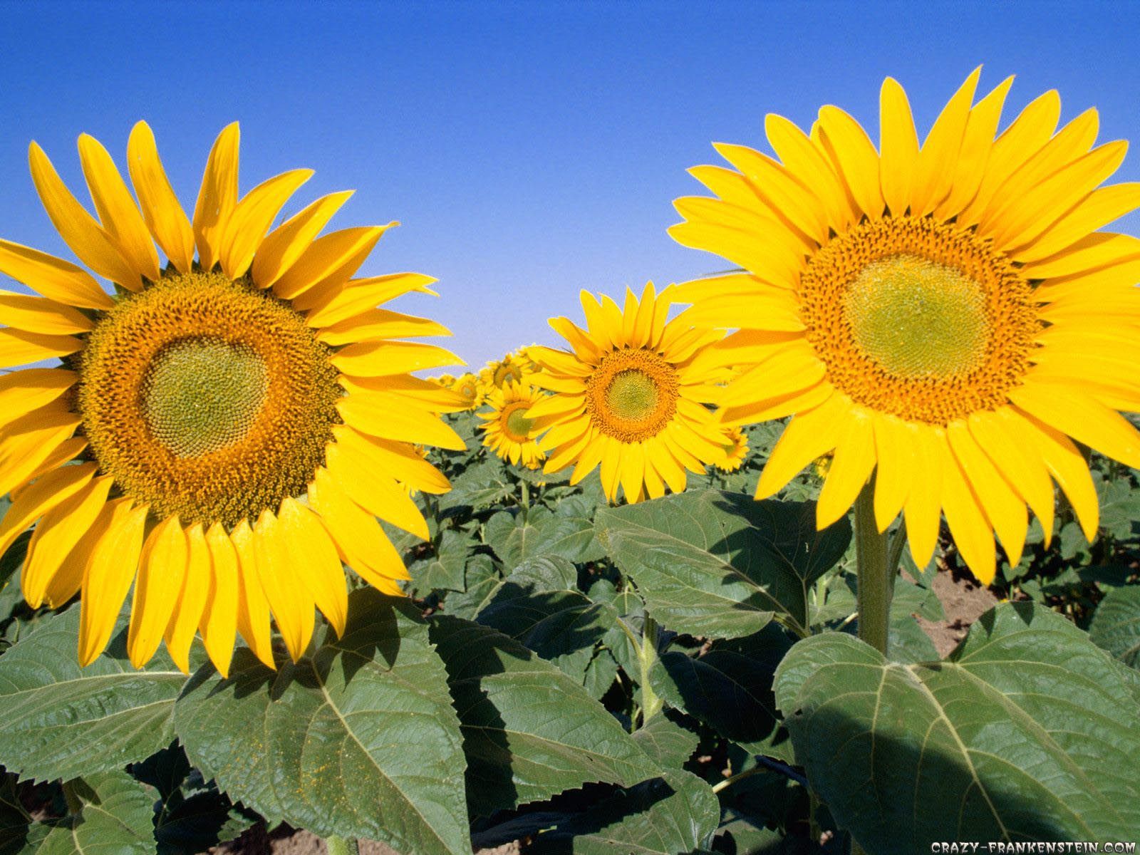 wallpaper satria baja hitam,flower,sunflower,flowering plant,sunflower,plant