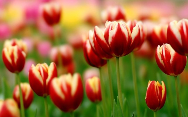 wallpaper satria baja hitam,flower,flowering plant,petal,tulip,plant