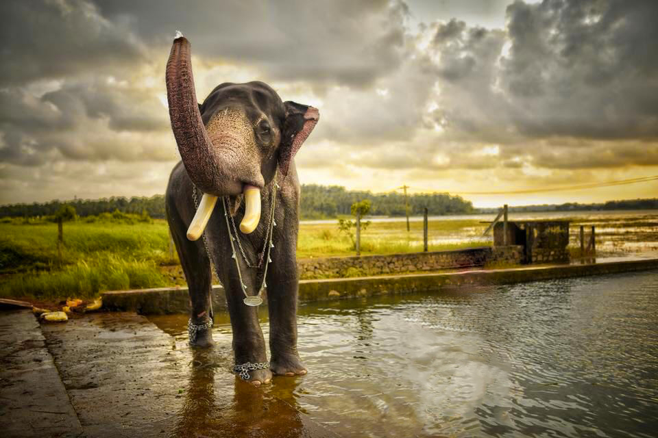 kerala hd wallpapers,water,elephant,reflection,sky,photography