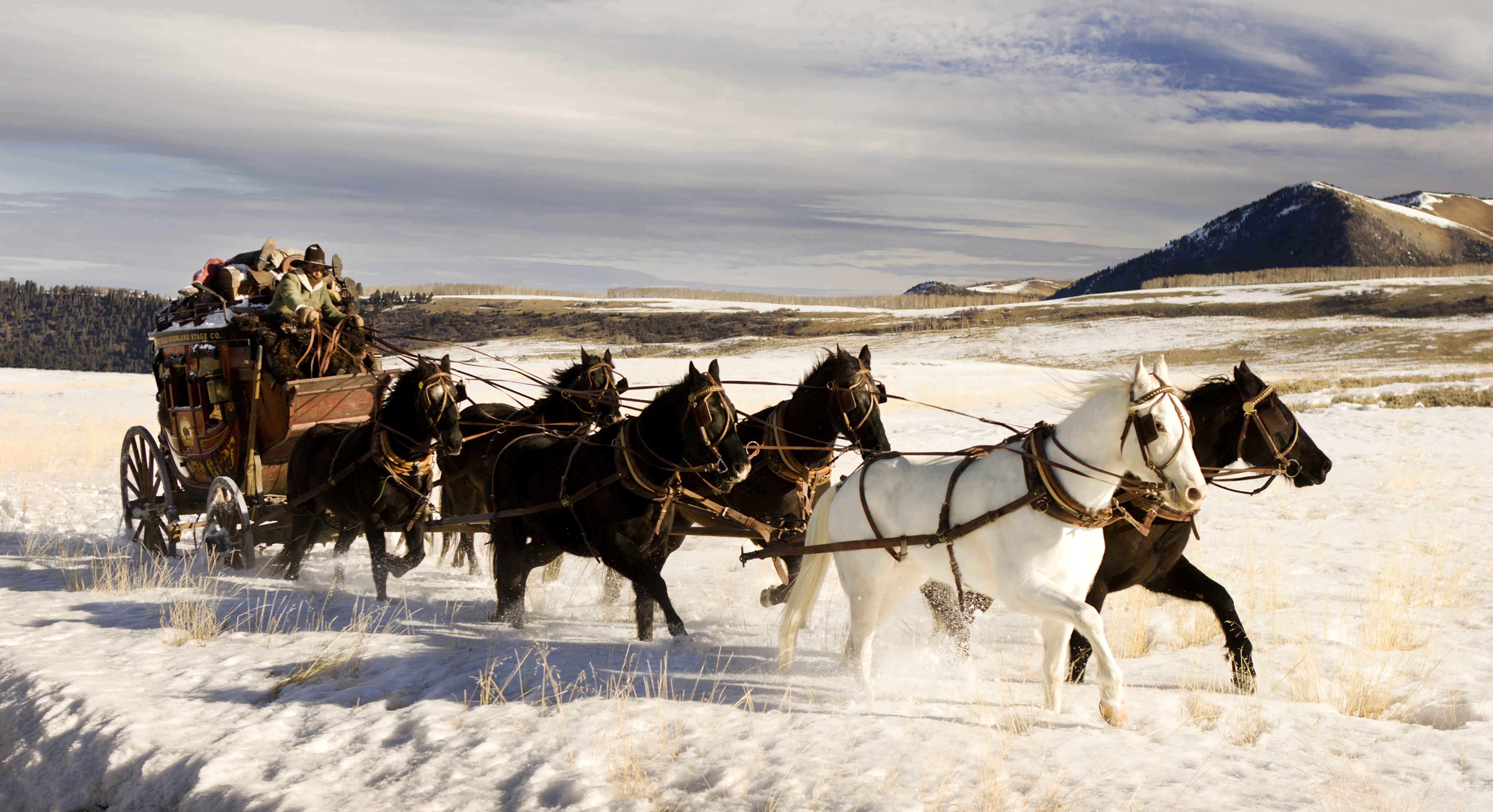 el odioso fondo de pantalla de ocho,caballo,manada,vehículo,carrera de carruajes,nieve