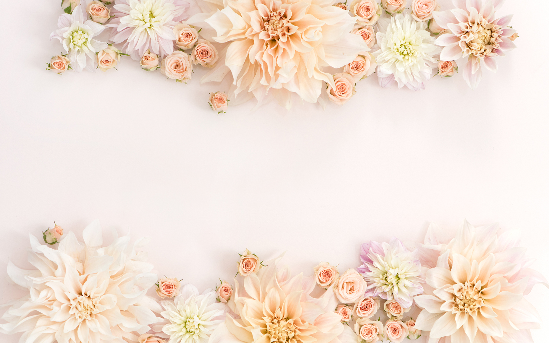 khalid name fondo de pantalla,rosado,pétalo,primavera,flor,planta