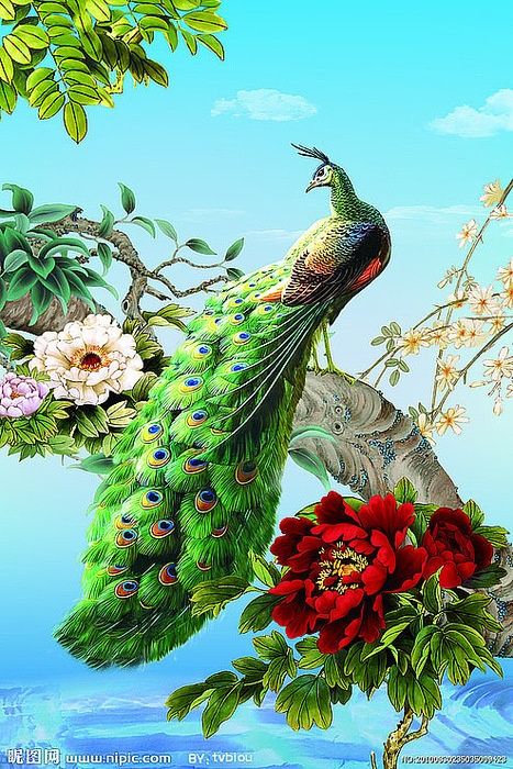 khalid name fondo de pantalla,pájaro,pavo real,planta,flor,coraciiformes