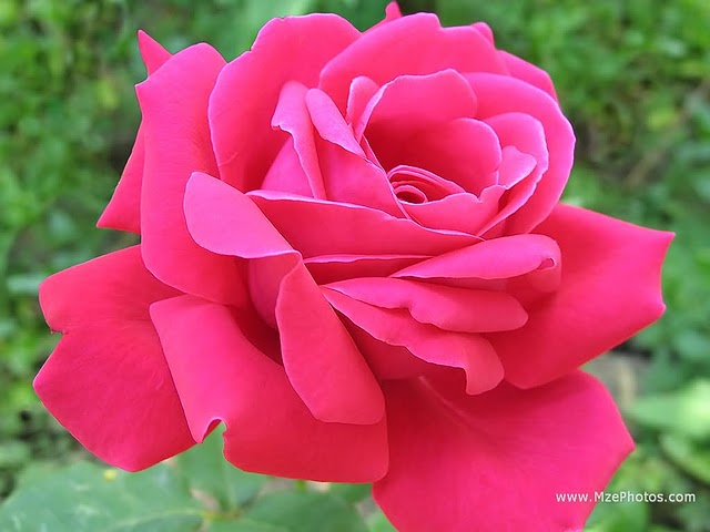 flores de color rosa fondos de pantalla,flor,planta floreciendo,rosas de jardín,pétalo,rosado