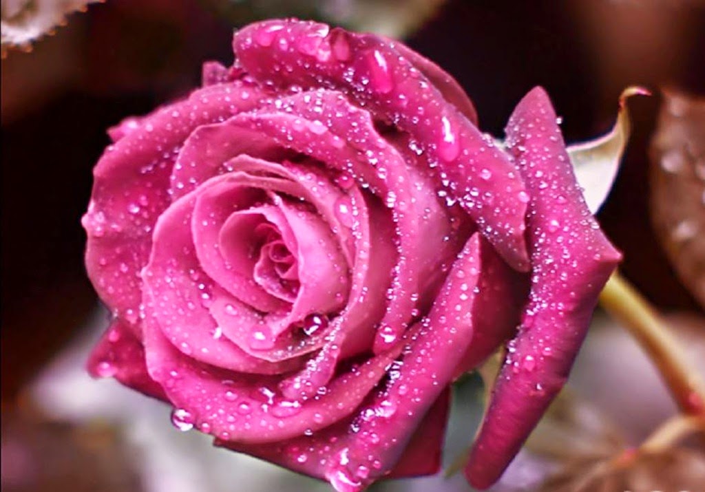 ピンク色の花の壁紙,花,庭のバラ,ピンク,ローズ,花弁