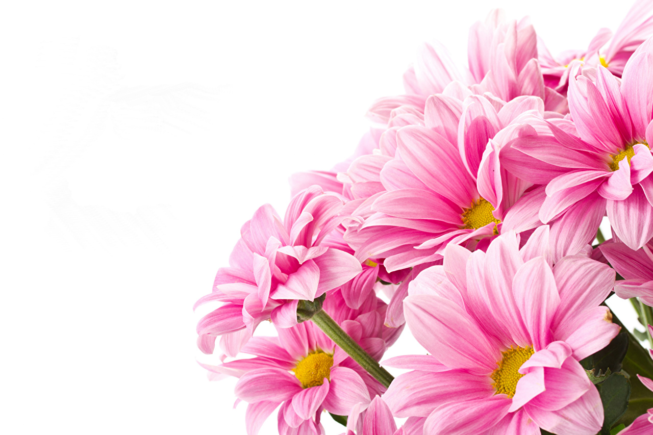pink colour flowers wallpapers,flower,flowering plant,petal,pink,plant