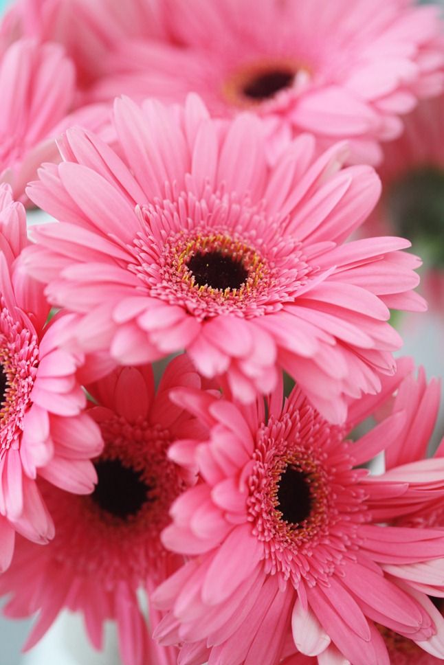 핑크 컬러 꽃 배경 화면,꽃,꽃 피는 식물,이발사 데이지,거베라,분홍