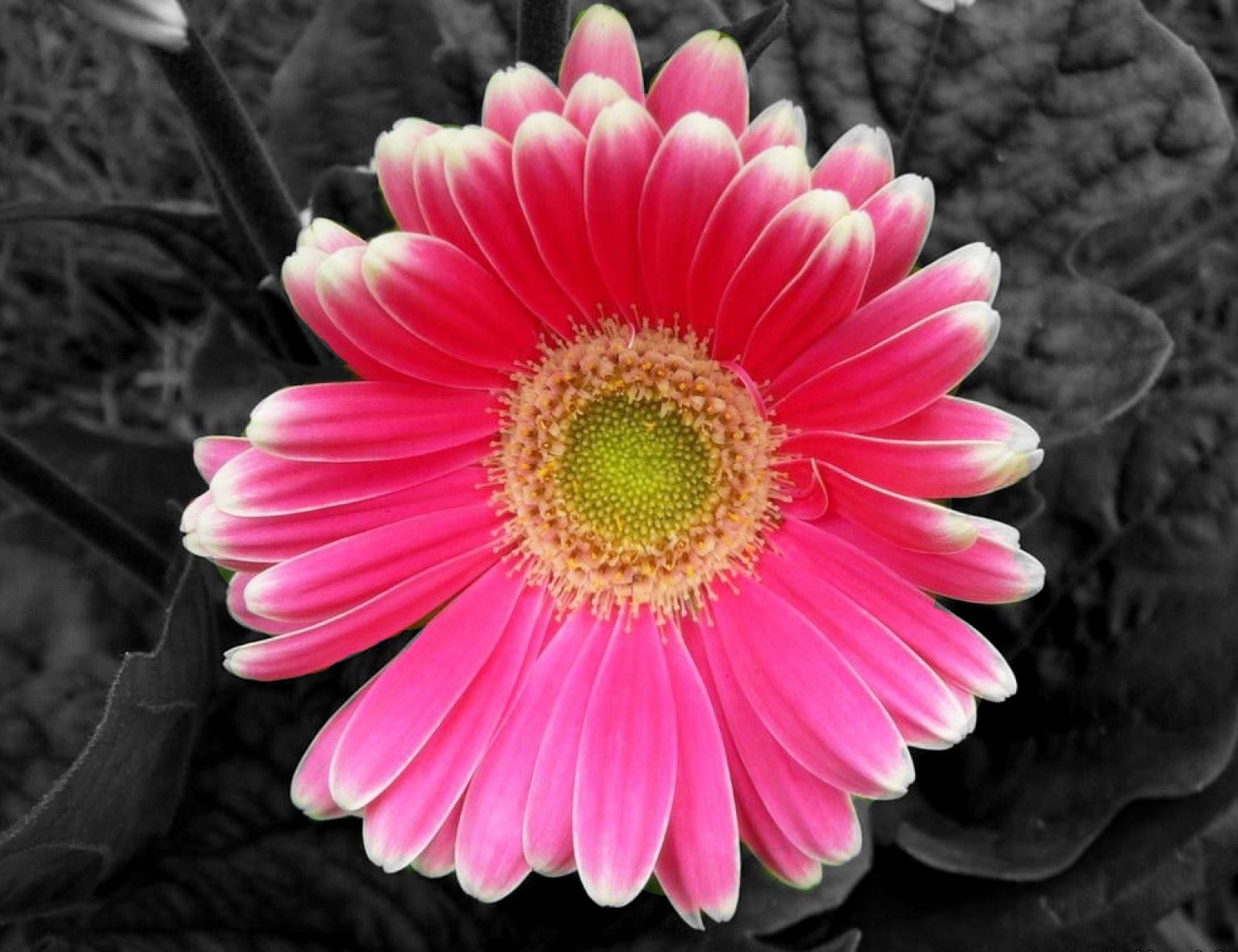 pink colour flowers wallpapers,flower,flowering plant,barberton daisy,gerbera,petal