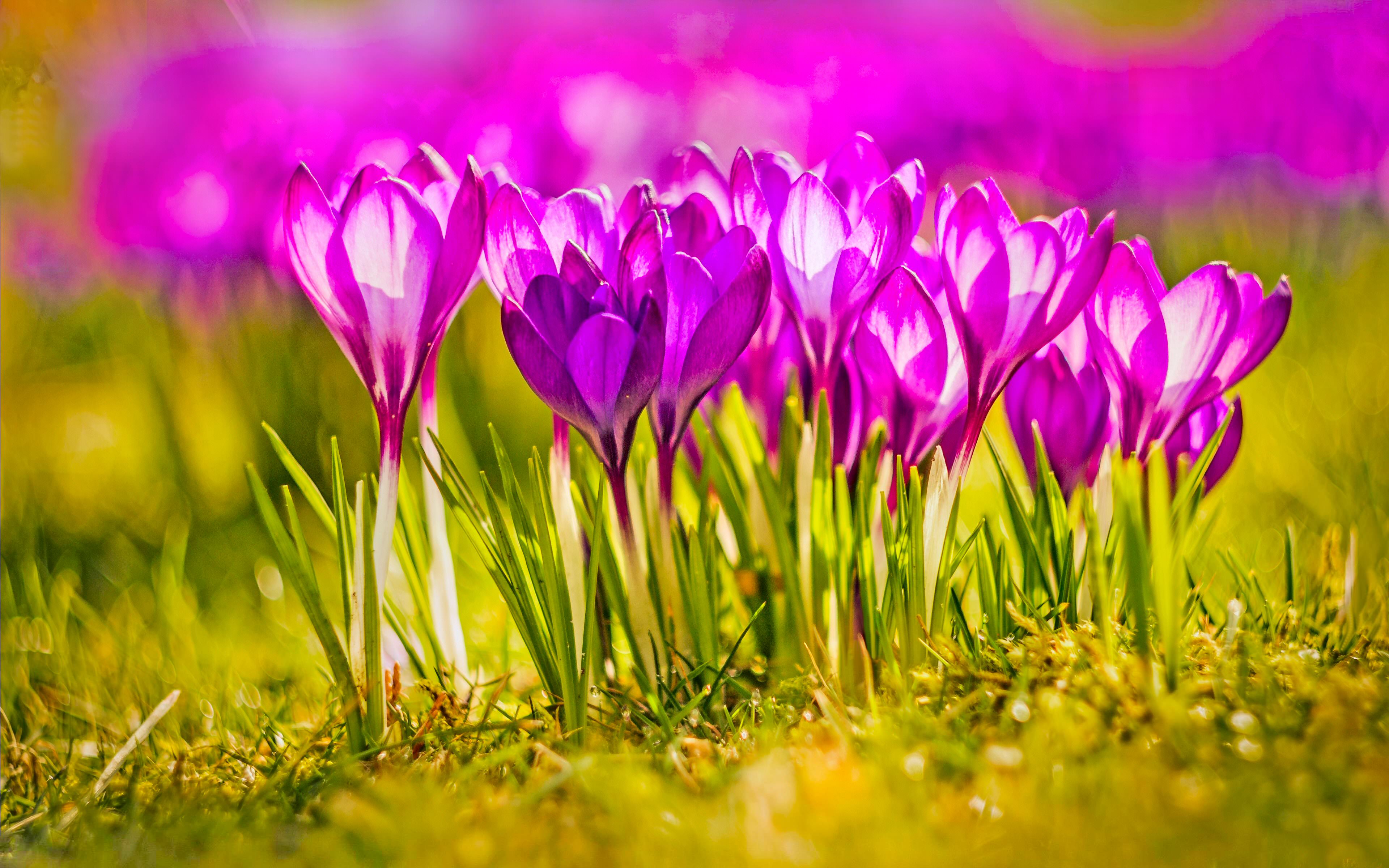 pink colour flowers wallpapers,flowering plant,flower,tommie crocus,petal,plant