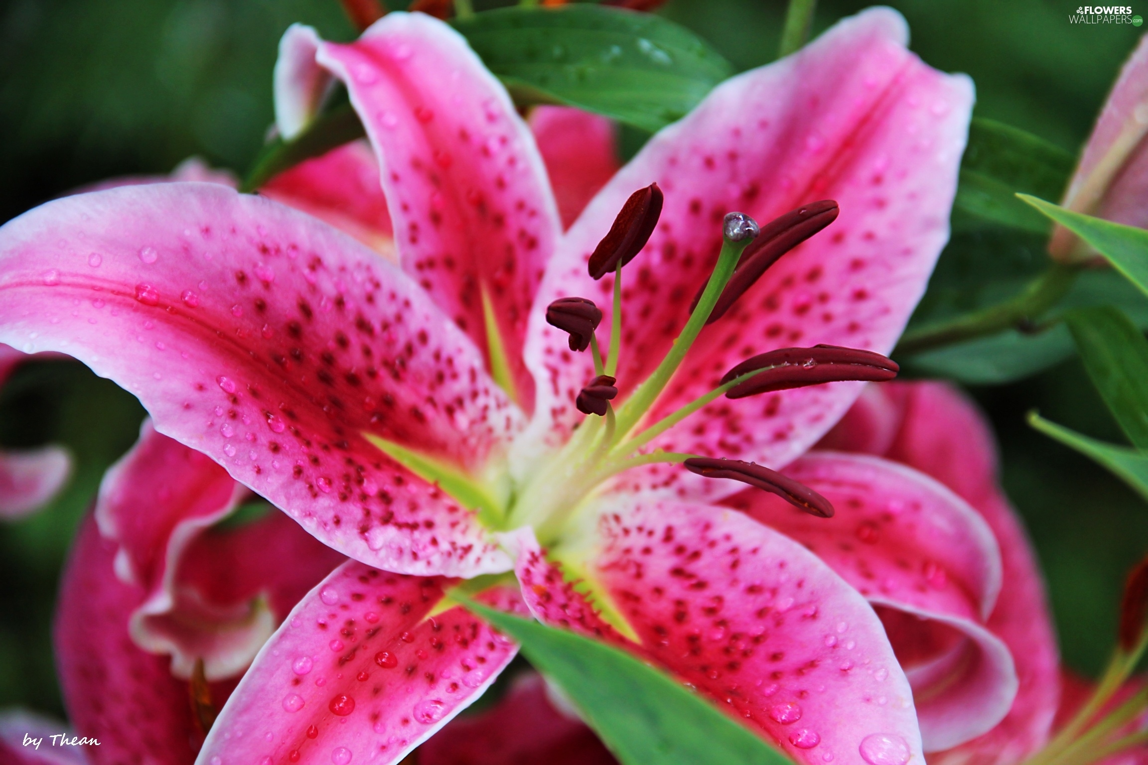 ピンク色の花の壁紙,花,ゆり,開花植物,花弁,ピンク