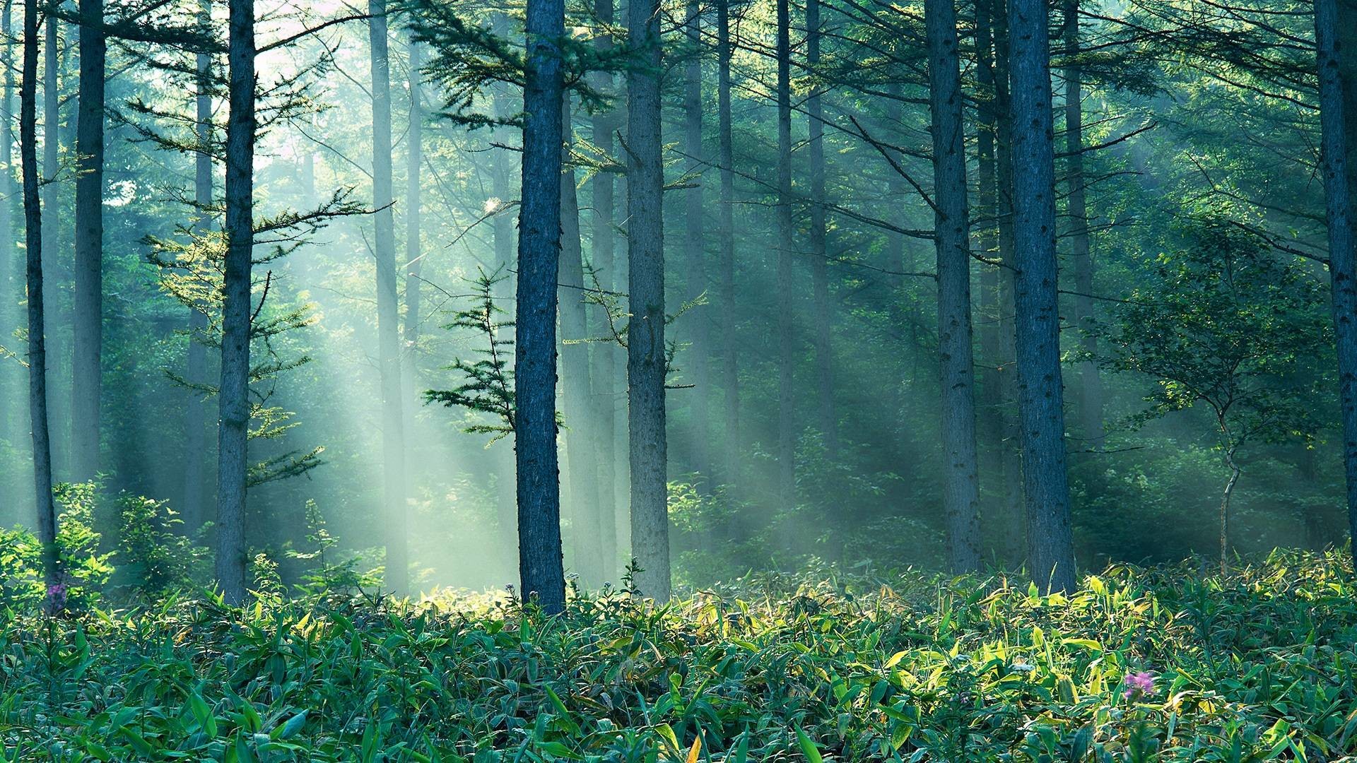 descarga gratuita de fondo de pantalla de bosque hd,bosque,paisaje natural,naturaleza,bosque,bosque de crecimiento antiguo