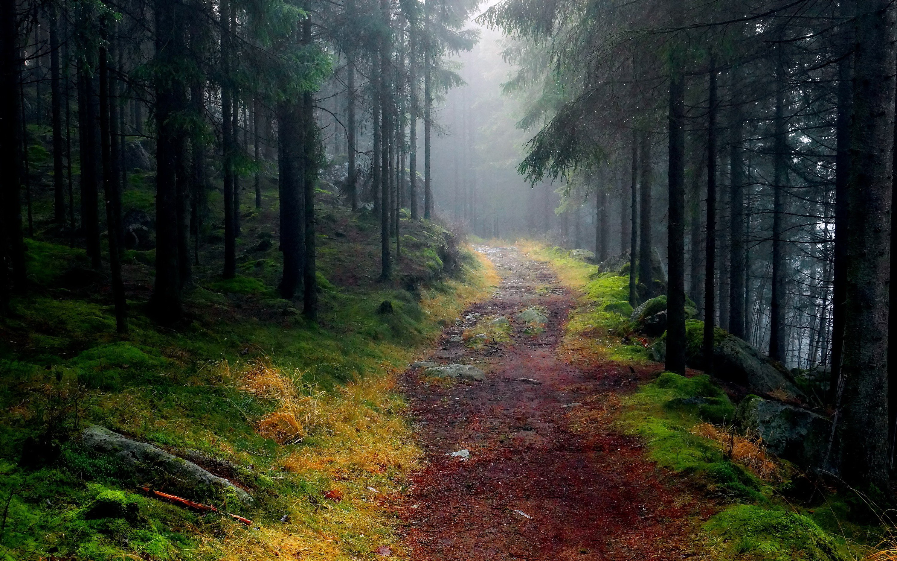 forêt hd fond d'écran téléchargement gratuit,paysage naturel,forêt,la nature,forêt ancienne,arbre