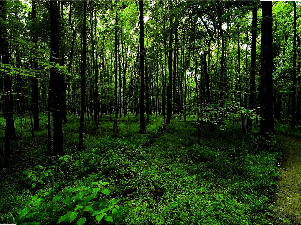 forest hd wallpaper free download,forest,tree,natural landscape,woodland,old growth forest