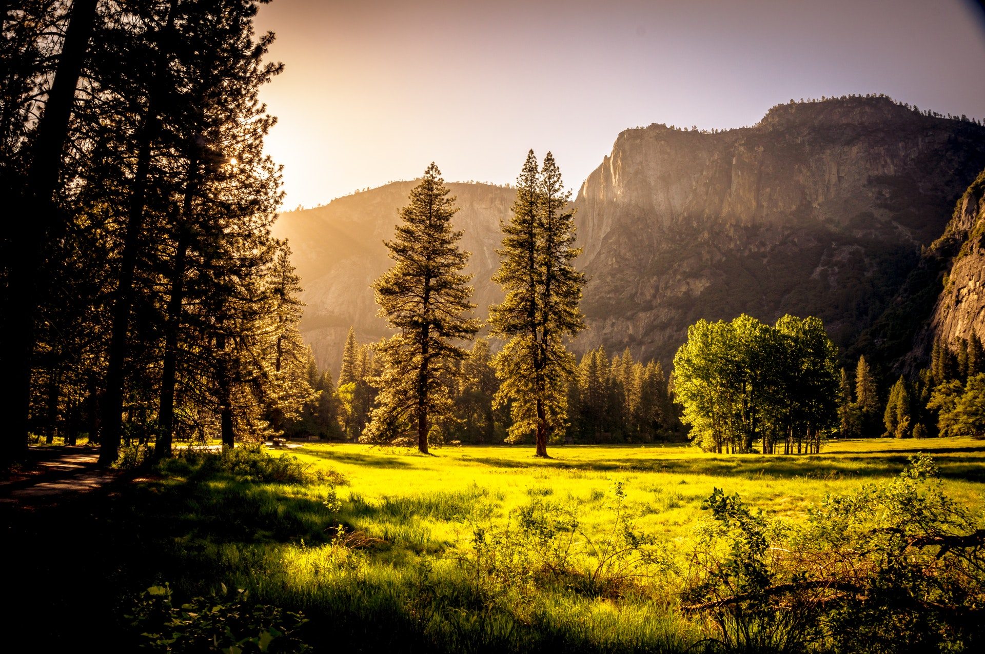 forêt hd fond d'écran téléchargement gratuit,paysage naturel,la nature,ciel,arbre,matin