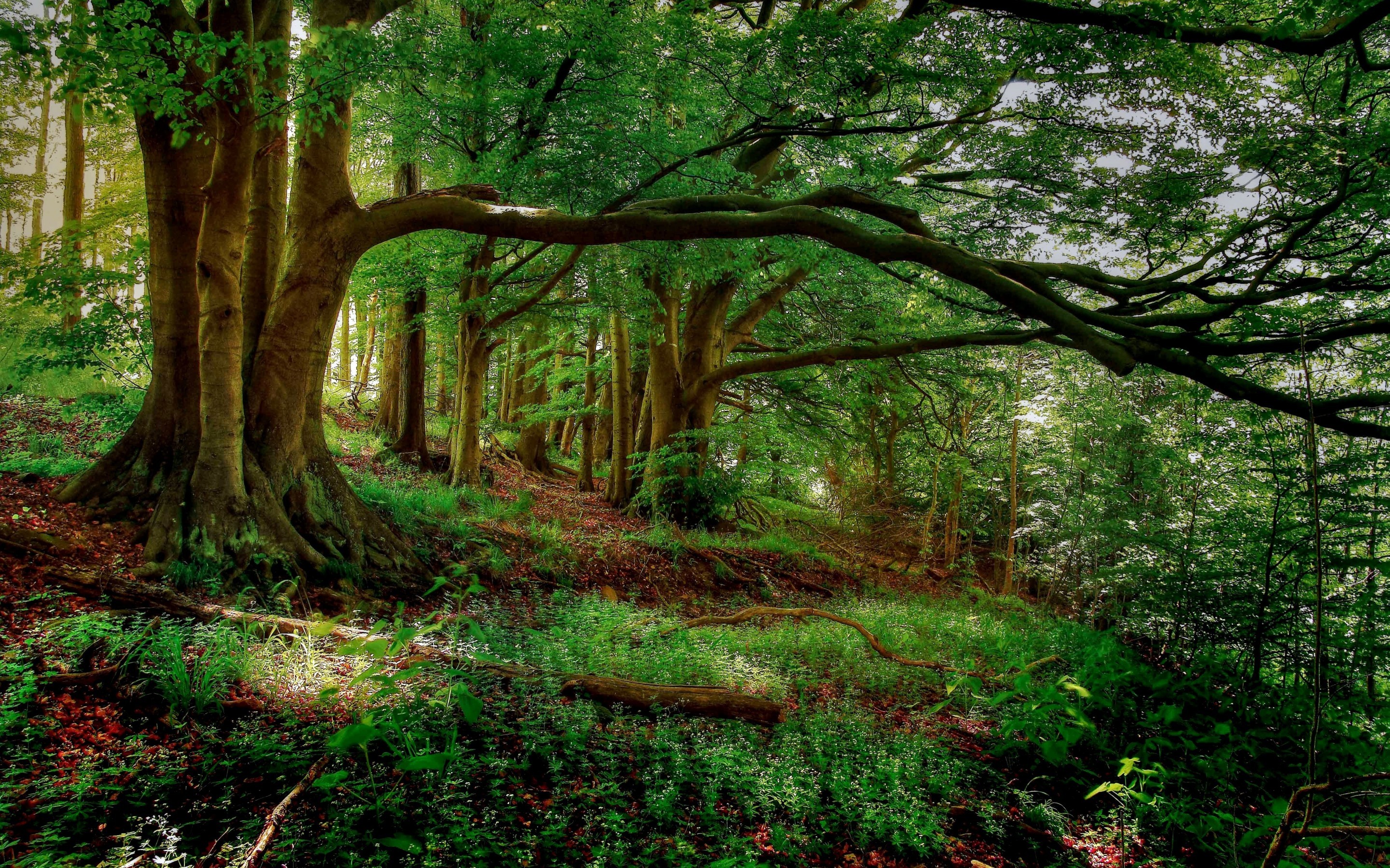forêt hd fond d'écran téléchargement gratuit,arbre,paysage naturel,forêt,des bois,la nature