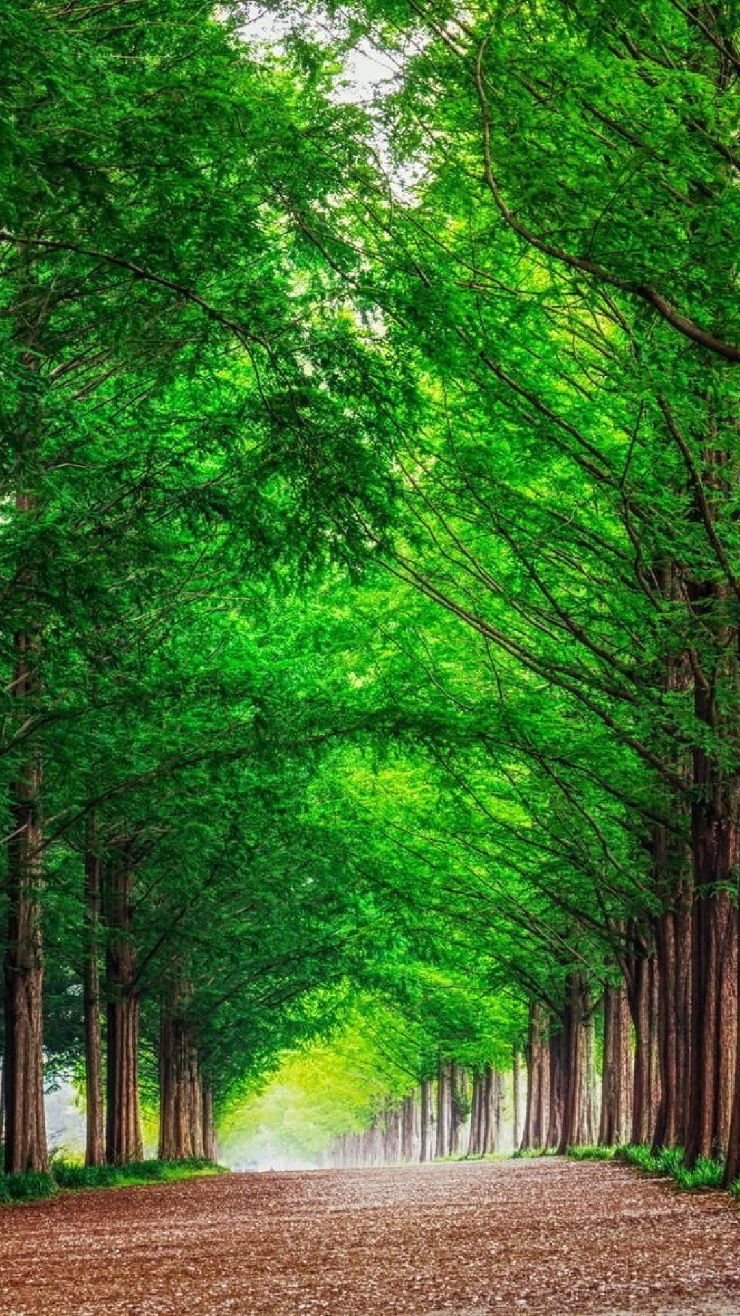 緑の森の壁紙のhd,緑,自然の風景,木,自然,森林