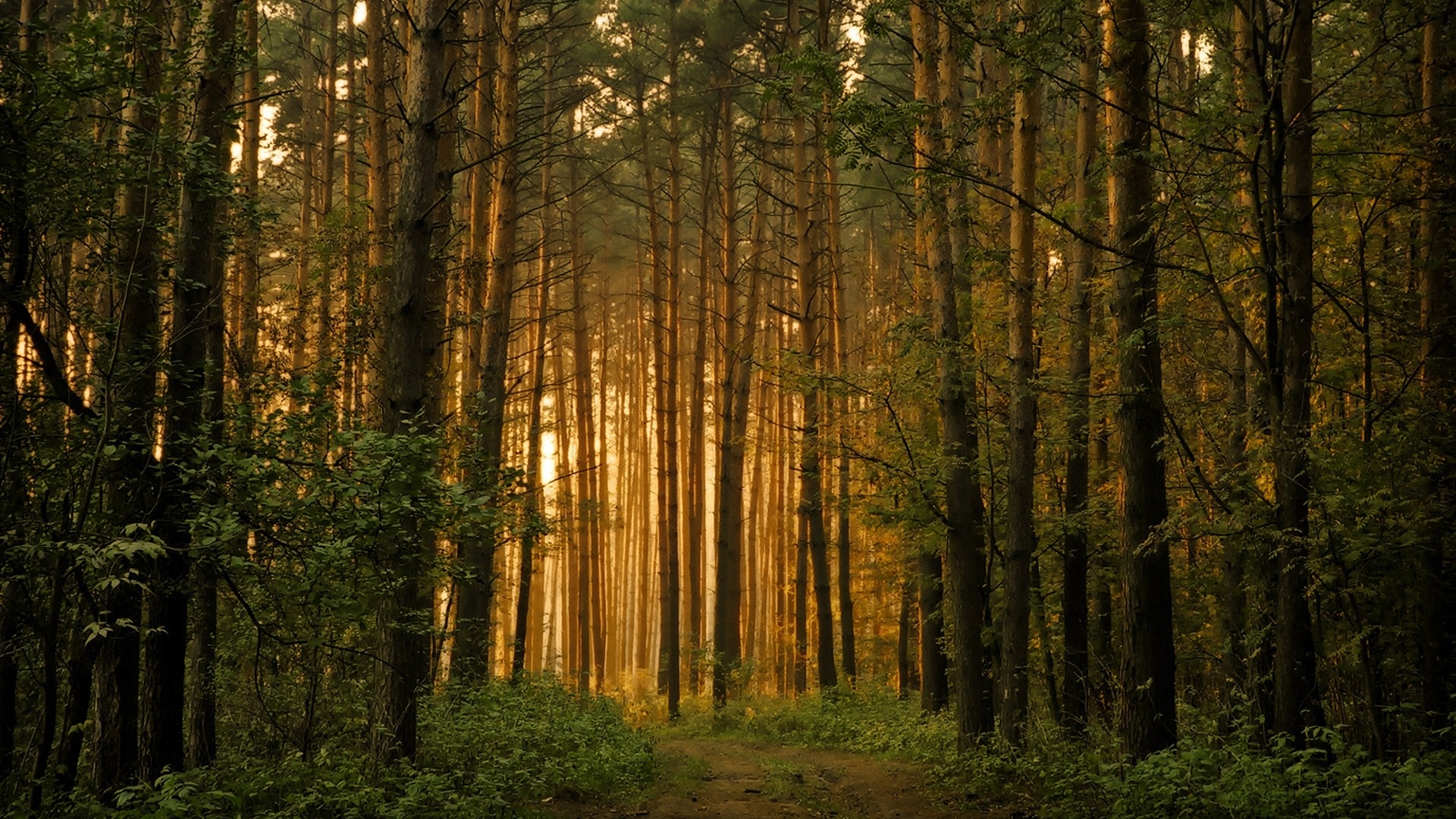 forêt hd fond d'écran téléchargement gratuit,arbre,forêt,paysage naturel,forêt de sapins et d'épinettes,la nature