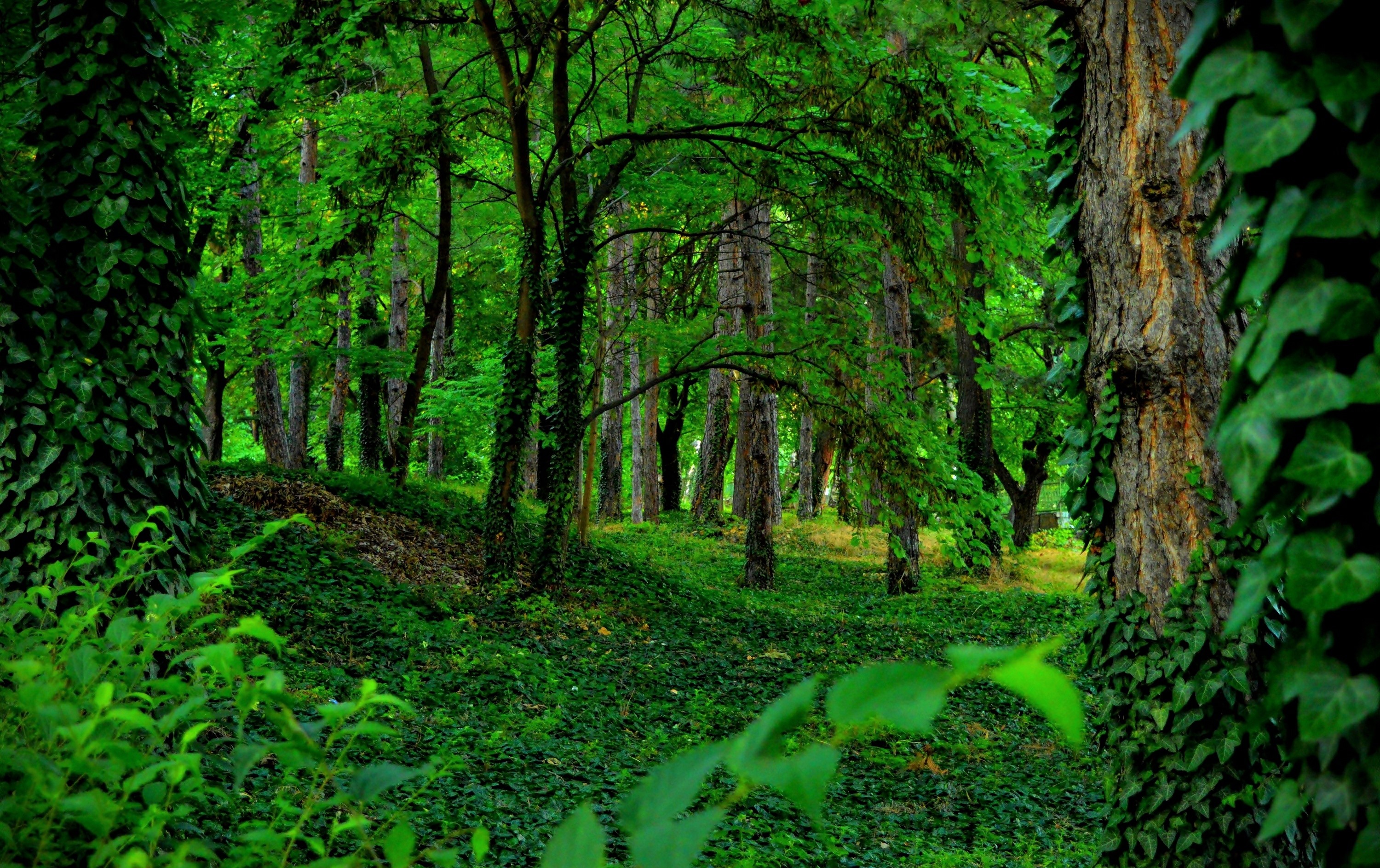 green forest wallpaper hd,forest,green,nature,natural landscape,woodland