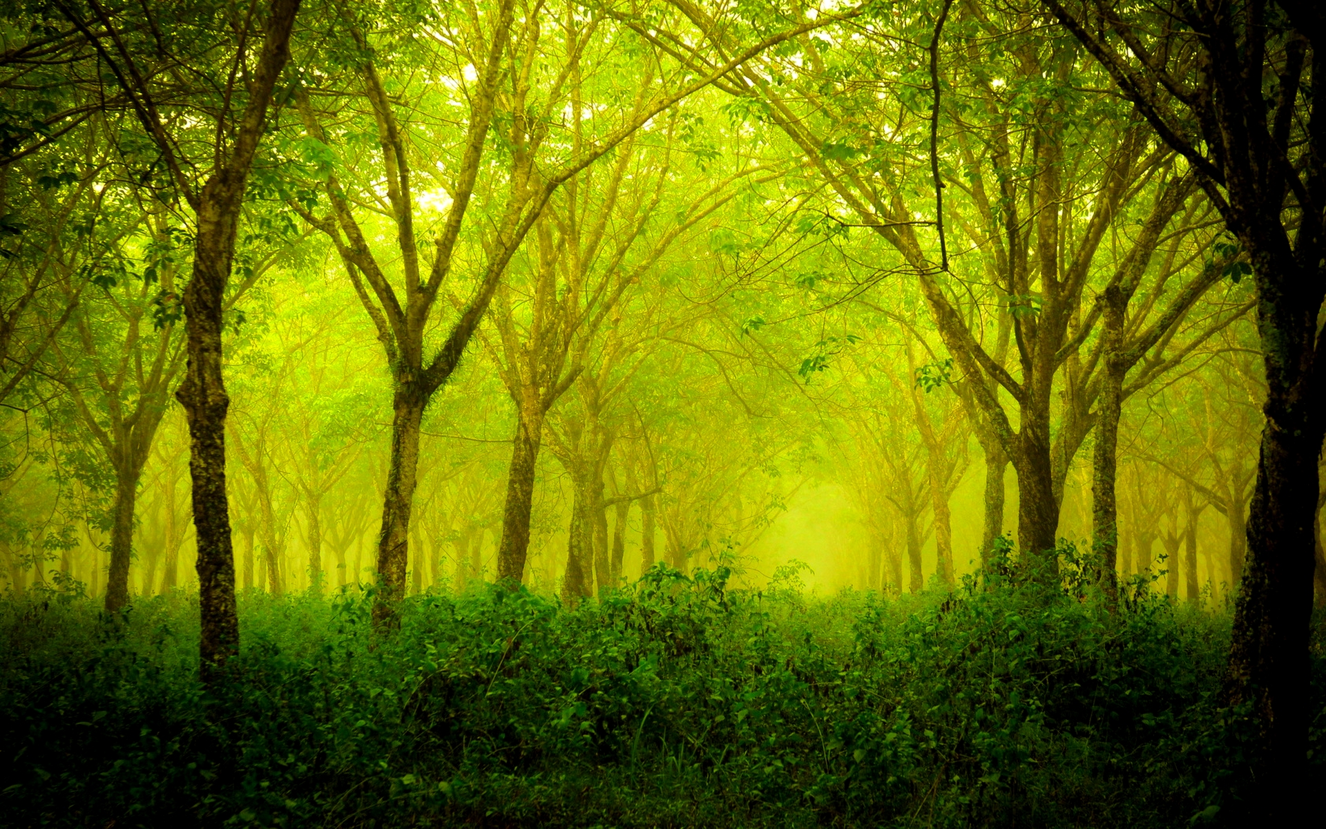 grüne waldtapete hd,natürliche landschaft,natur,grün,wald,baum