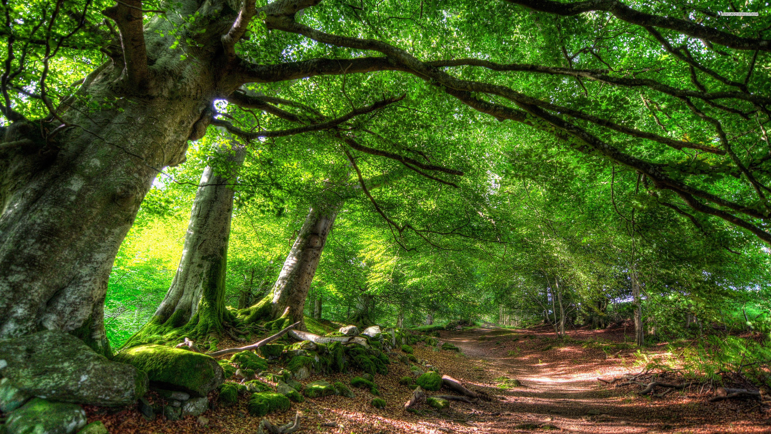 緑の森の壁紙のhd,木,森林,自然の風景,自然,森林